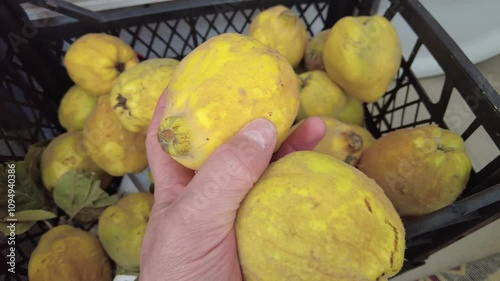 A crate full of organic village quince, new crop organic quince fruit