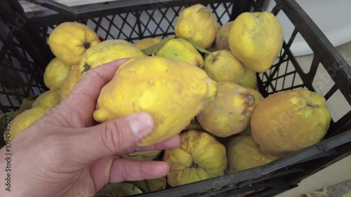 A crate full of organic village quince, new crop organic quince fruit