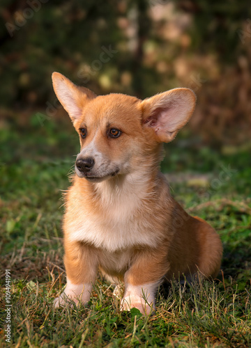 Love Corgi photo