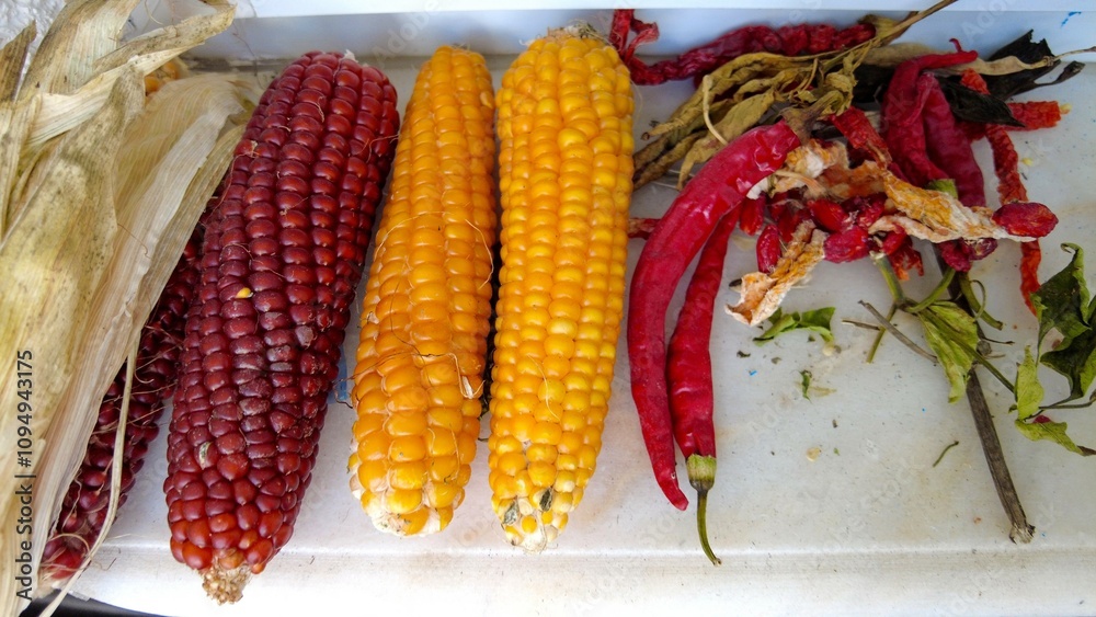Organic heirloom seed red and yellow corn cob dried for planting