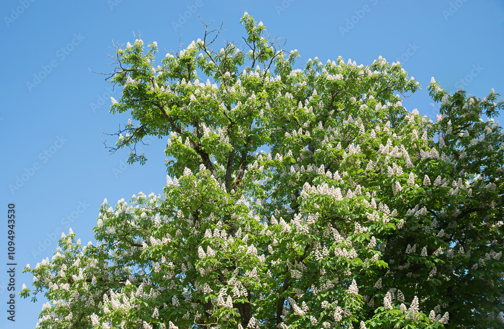 tree crown of a chestnut tree with white blossoms, im may tree crown of a chestnut tree with white blossoms, im may