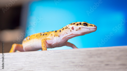 leopard gecko with vibrant yellow and orange skin moves across a rough surface