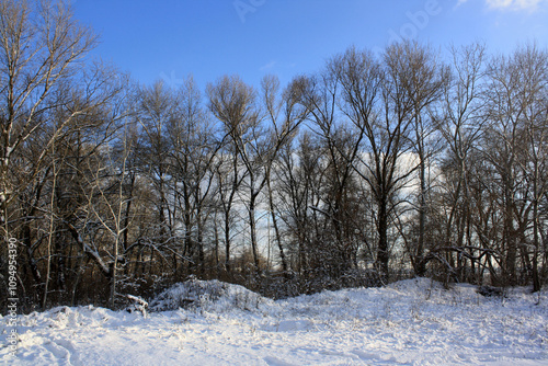 snow covered trees in the winter