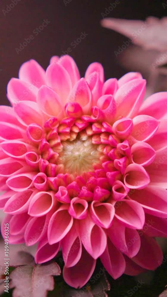 Mesmerizing process of Pink dahlia flower blooming, Time-Lapse 4K. 