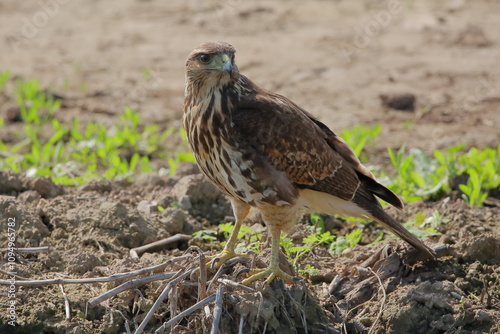 Harris's Hawk - Parabuteo Unicinctus - Peuco