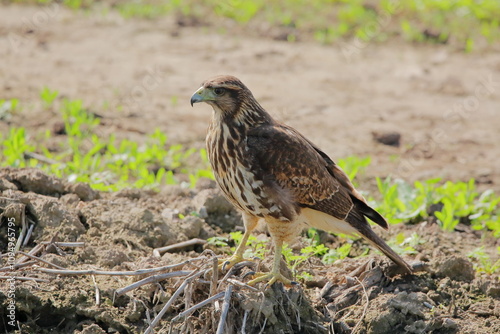 Harris's Hawk - Parabuteo Unicinctus - Peuco