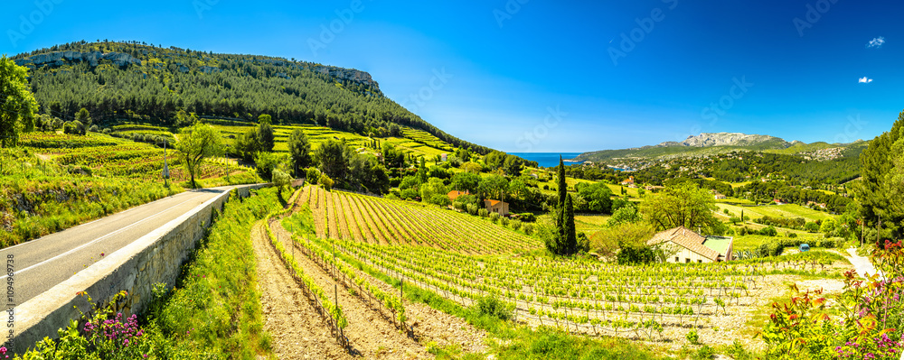 Scenic vineyard landscape of French riviera near Cassis panoramic view
