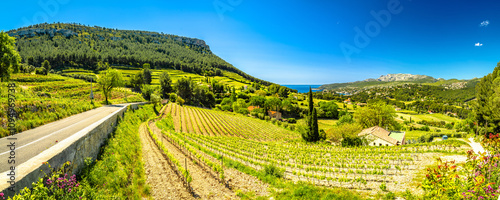 Obraz na płótnie Scenic vineyard landscape of French riviera near Cassis panoramic view w salonie