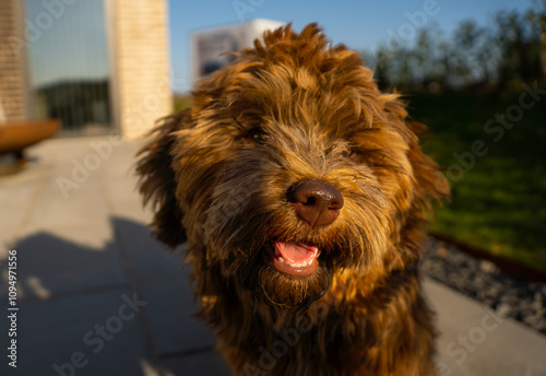 Close up puppy photo