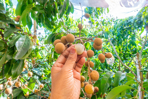 Farmer hand opening Longan at Longan,Thai fruits or Tropical fruits young longan in Lamphun Thailand,Dimocarpus longan..