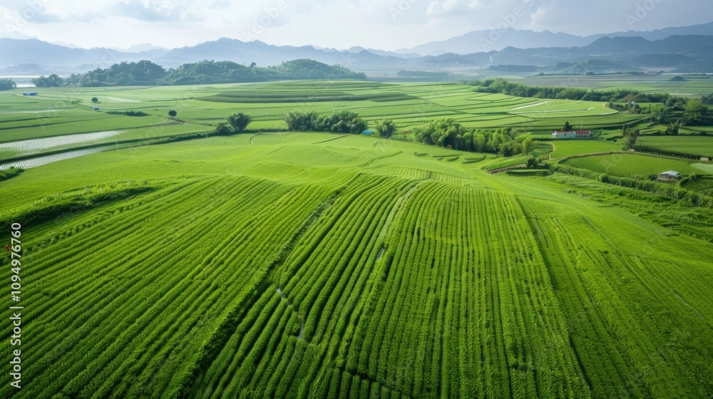 Aerial view of lush green farmland symmetrical crop rows vibrant colors geometric patterns rural landscape nature concept