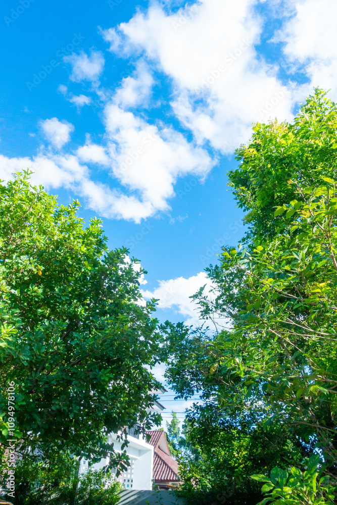 Obraz premium Tree branch on blue sky background ,Summer background concept,home garden in vacation time.