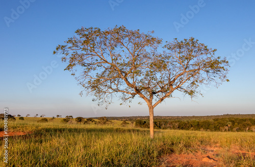Brazilian cerrado biome tree photo