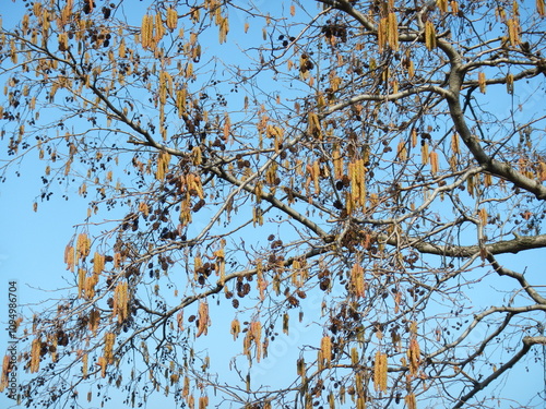 Decorative branches Alder, Alnus tree with female and male alder catkins in early spring season with blue sky - natural background. Topics: beauty of nature, forestry, natural environment, season