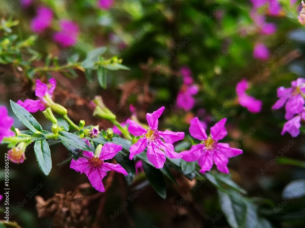 Obraz premium Defocused view of pinkish purple coloured Cuphea hyssopifolia flowers in the garden