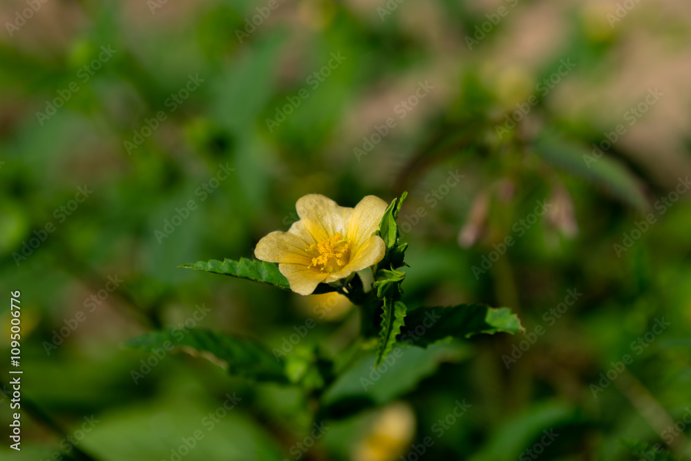 Close-Up of Bright Yellow Sida acuta Flowers Close-Up of Bright Yellow Sida acuta Flowers
