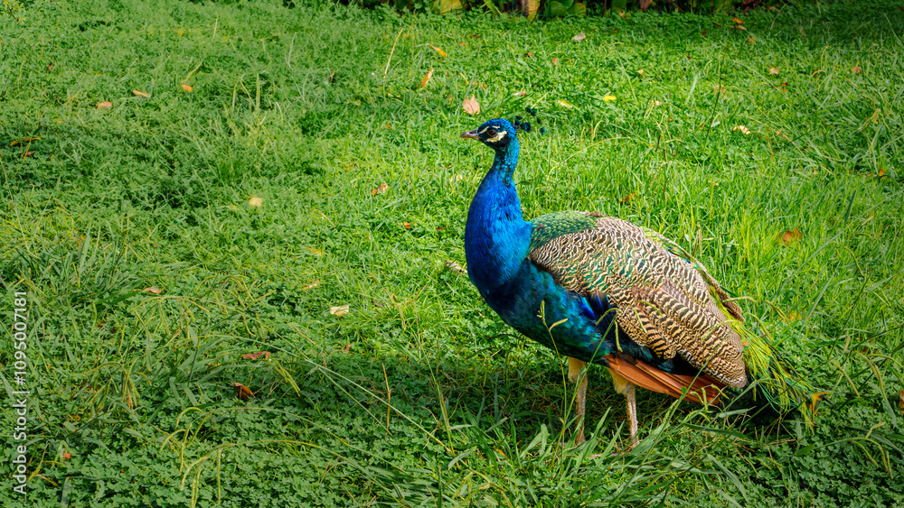 Obraz premium Peacock in the sun
