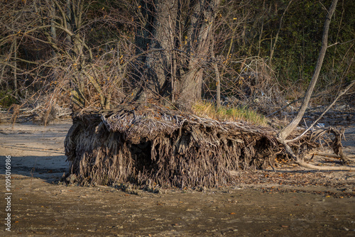 There are trees with large roots and stumps scattered along the seashore.