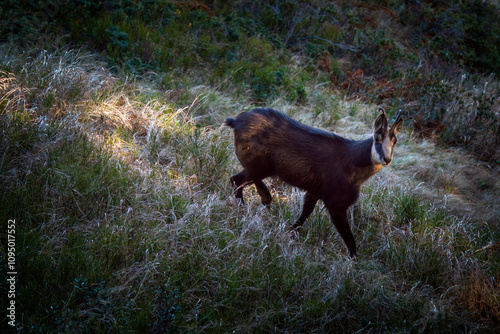 a chamois buck, rupicapra rupicapra, on the mountains at a autumn evening in the rutting season photo