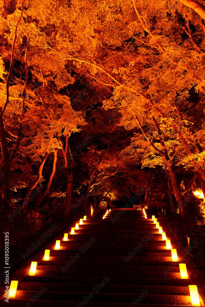 Obraz premium ライトアップされた紅葉