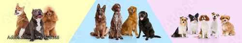 Creative collage. Happy purebred dogs of various breeds sitting in colorful background. Pet products and services promotion. Concept of animals, pet care, vet. Banner, advertisement