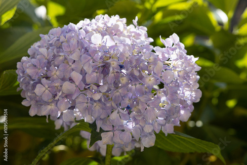 Flor de hortensia photo