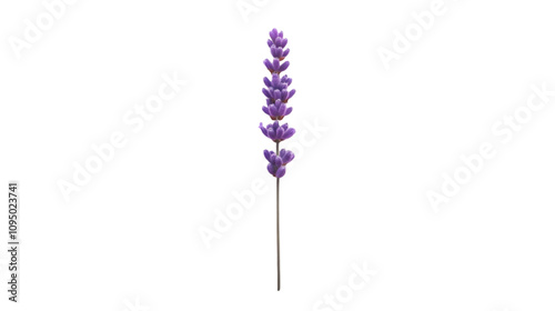 Purple Lavender Flower on Black Background Illustration