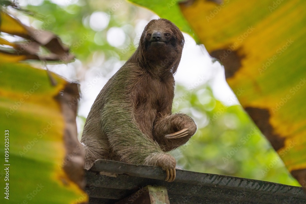 Fototapeta premium Three toed sloth with banana leaves in foreground
