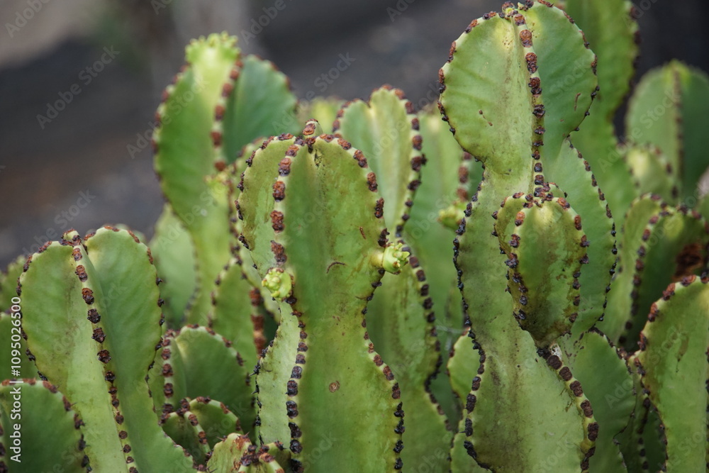 Euphorbia canariensis L., candeblara tree, Canary Island spurge, tropical plant, cactus, succulent, plants, lanzarote, canary islands, flower garden, november 2024 Euphorbia canariensis L., candeblara tree, Canary Island spurge, tropical plant, cactus, succulent, plants, lanzarote, canary islands, flower garden, november 2024