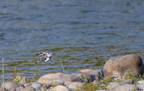 Pied Kingfisher (Ceryle rudis) bird in flight over river.