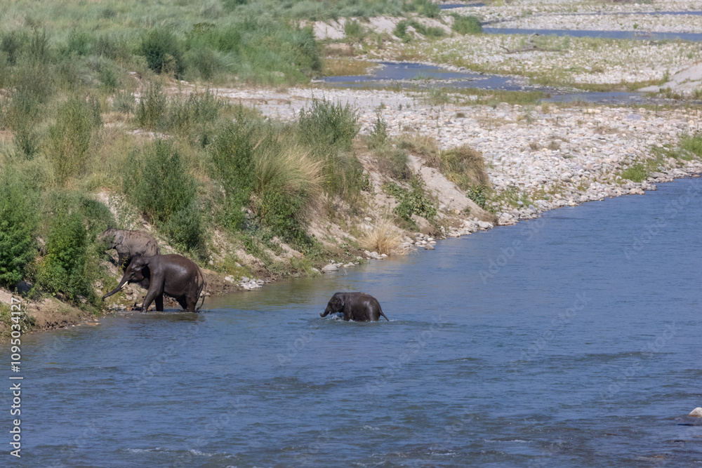 Herd of Asiatic elephant (Elephas maximus) crossing the river at corbett forest. Herd of Asiatic elephant (Elephas maximus) crossing the river at corbett forest.