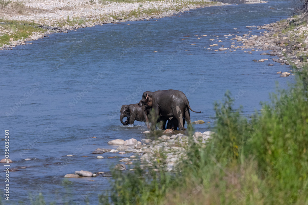 Herd of Asiatic elephant (Elephas maximus) crossing the river at corbett forest. Herd of Asiatic elephant (Elephas maximus) crossing the river at corbett forest.