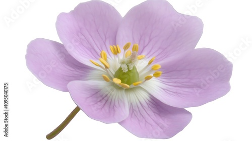 Delicate Pale Pink Flower with Yellow Stamens