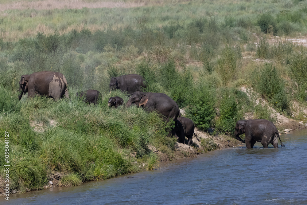Herd of Asiatic elephant (Elephas maximus) crossing the river at corbett forest. Herd of Asiatic elephant (Elephas maximus) crossing the river at corbett forest.