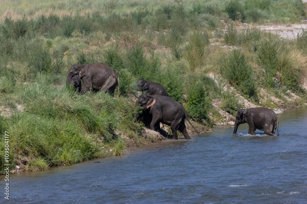 Asiatic elephant (Elephas maximus) crossing the river at corbett forest.
Asiatic elephant (Elephas maximus) crossing the river at corbett forest.