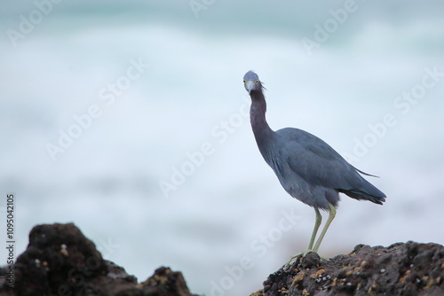 Little blue heron looking at me - Garza Azul pequeña mirándome. Egretta caerulea. photo