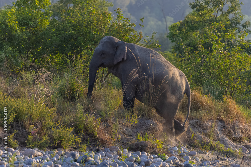 Fototapeta premium Asiatic elephant (Elephas maximus) at the grassland of forest to eat grass and mud bath