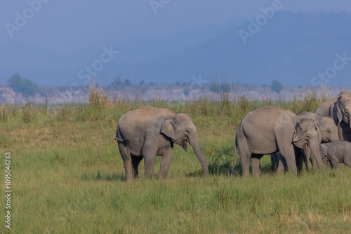 Herd of Asiatic elephant (Elephas maximus) at the grassland of forest to eat grass.