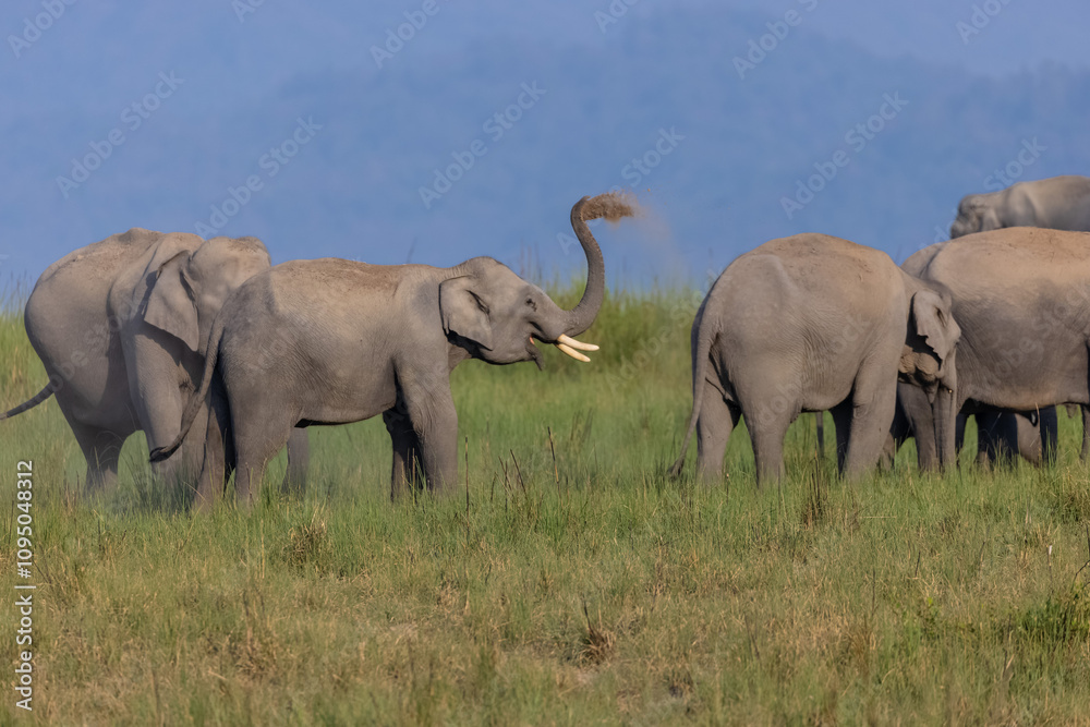 Fototapeta premium Asiatic elephant (Elephas maximus) at the grassland of forest to eat grass and mud bath