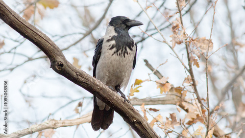 crow on a branch