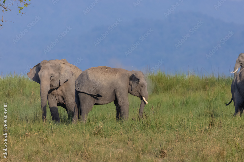 Fototapeta premium Herd of Asiatic elephant (Elephas maximus) at the grassland of forest to eat grass.
