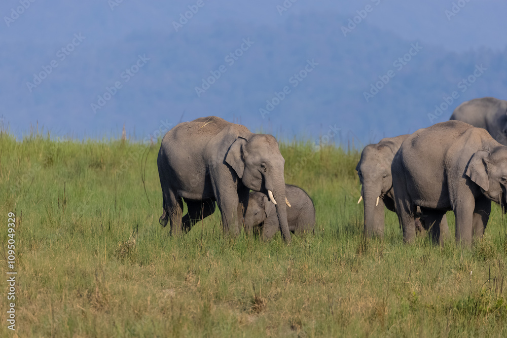 Herd of Asiatic elephant (Elephas maximus) at the grassland of forest to eat grass. Herd of Asiatic elephant (Elephas maximus) at the grassland of forest to eat grass.