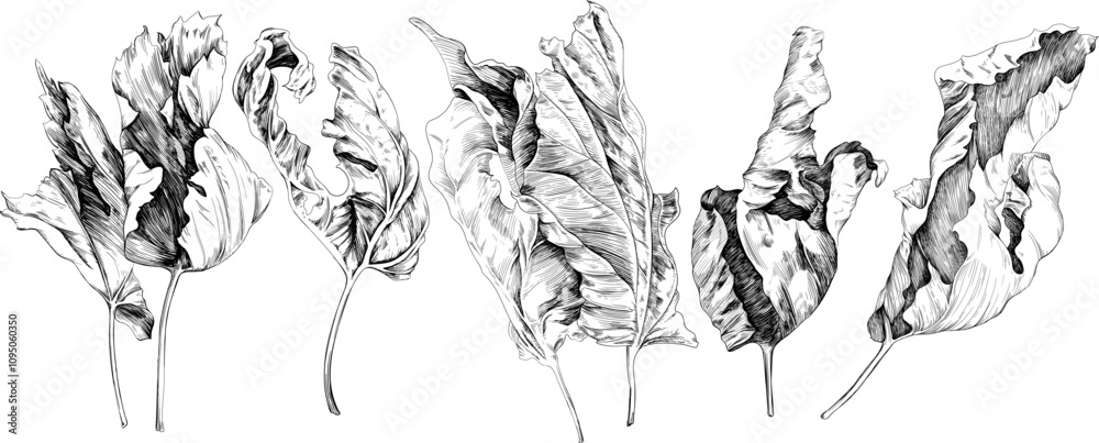 Hand drawn dry leaves set. Black and white engraved ink. Isolated detailed leaf illustration element on white background collection.