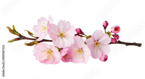 Beautiful sakura flowers isolated on white.