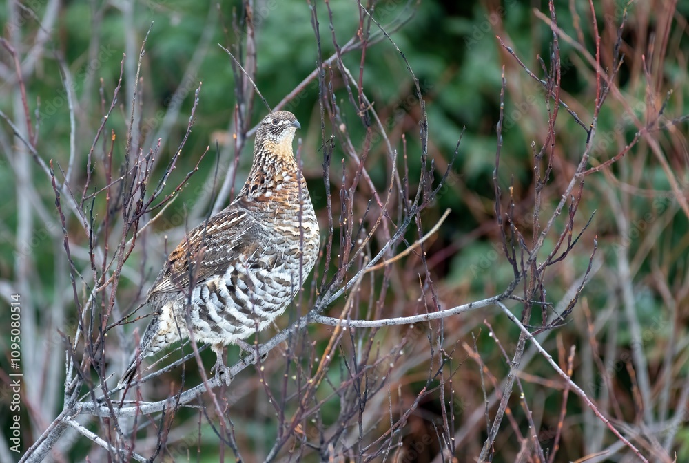 Female ruffed grouse (Bonasa umbellus) perched on a small branch, in the forest in autumn Female ruffed grouse (Bonasa umbellus) perched on a small branch, in the forest in autumn