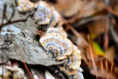 close-up of turkey tail fungi mushrooms on a log photo