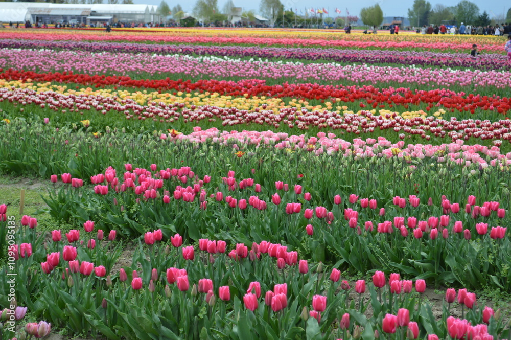 Tulip Field Tulip Field