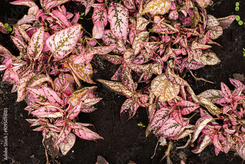 pink plants in the garden