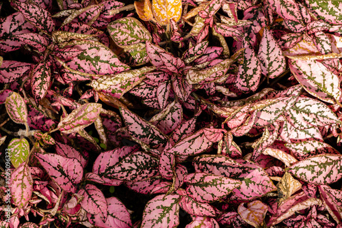 pink plants in the garden