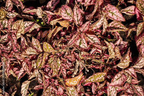pink plants in the garden